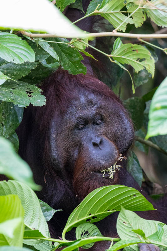 Bornean Orangutan