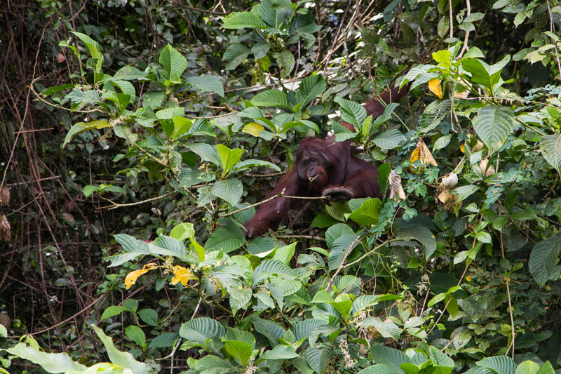 Bornean Orangutan