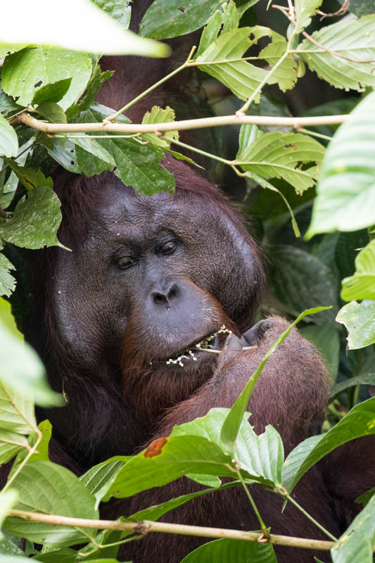 Bornean Orangutan