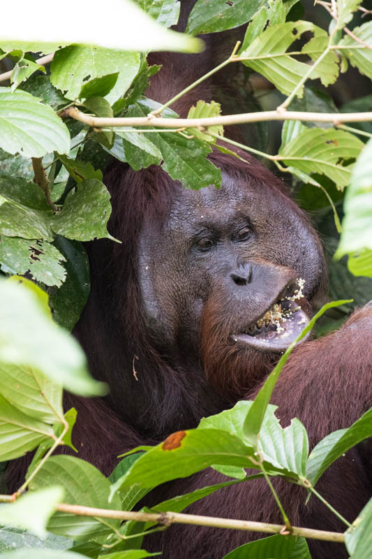 Bornean Orangutan