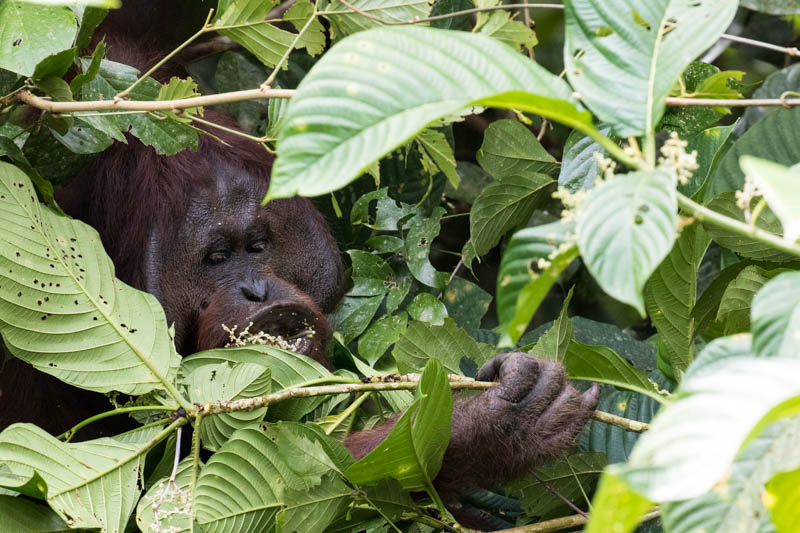 Bornean Orangutan