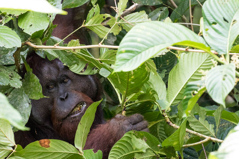 Bornean Orangutan