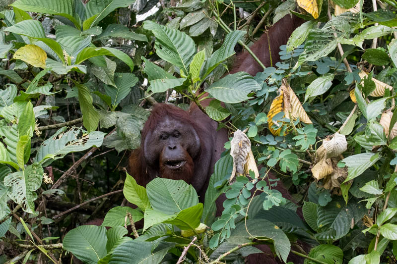 Bornean Orangutan