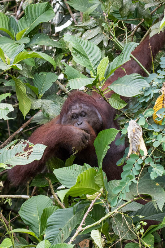 Bornean Orangutan