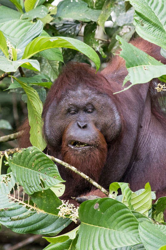 Bornean Orangutan