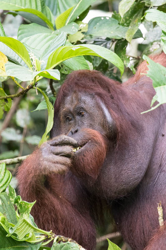 Bornean Orangutan