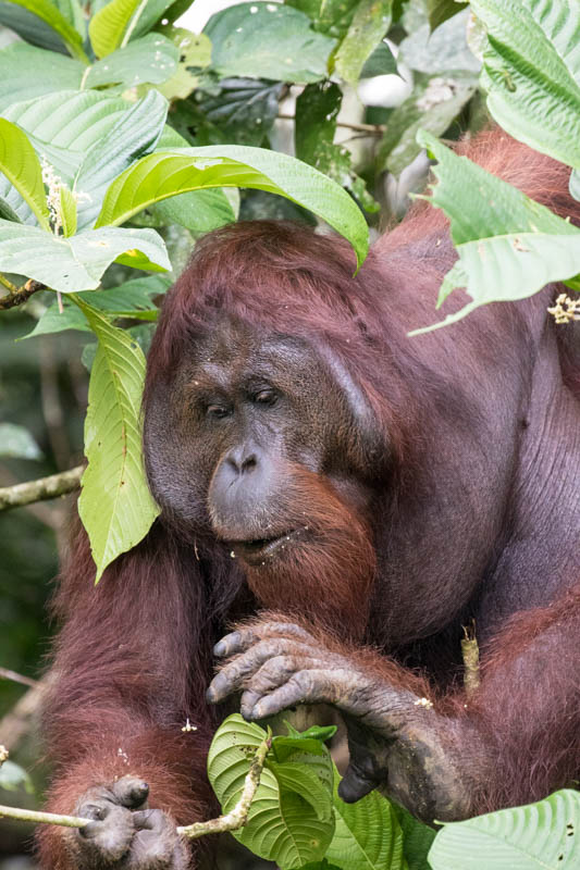 Bornean Orangutan