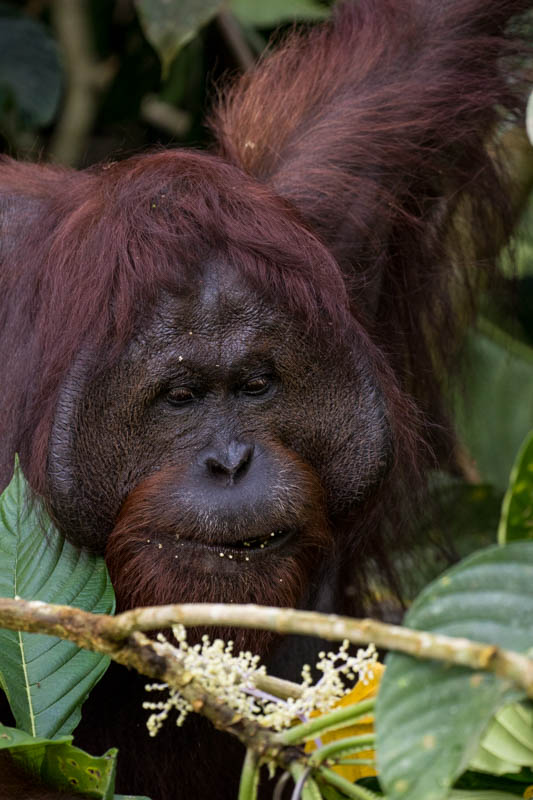 Bornean Orangutan