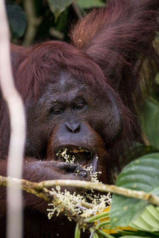 Bornean Orangutan