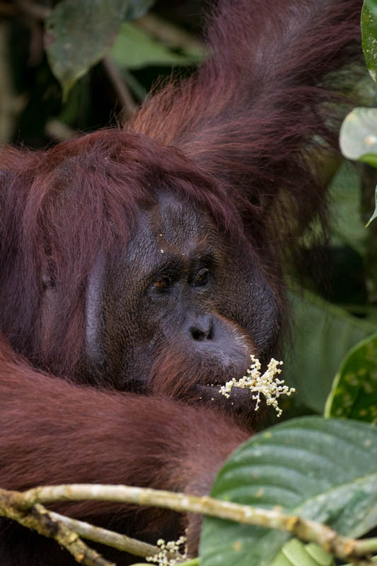 Bornean Orangutan