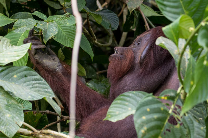 Bornean Orangutan