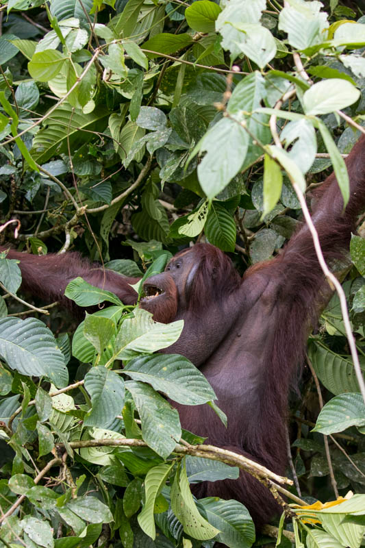 Bornean Orangutan