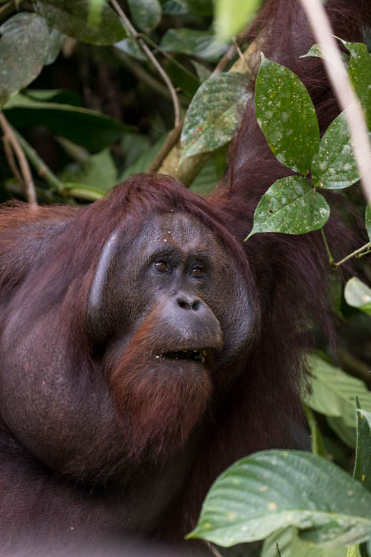 Bornean Orangutan