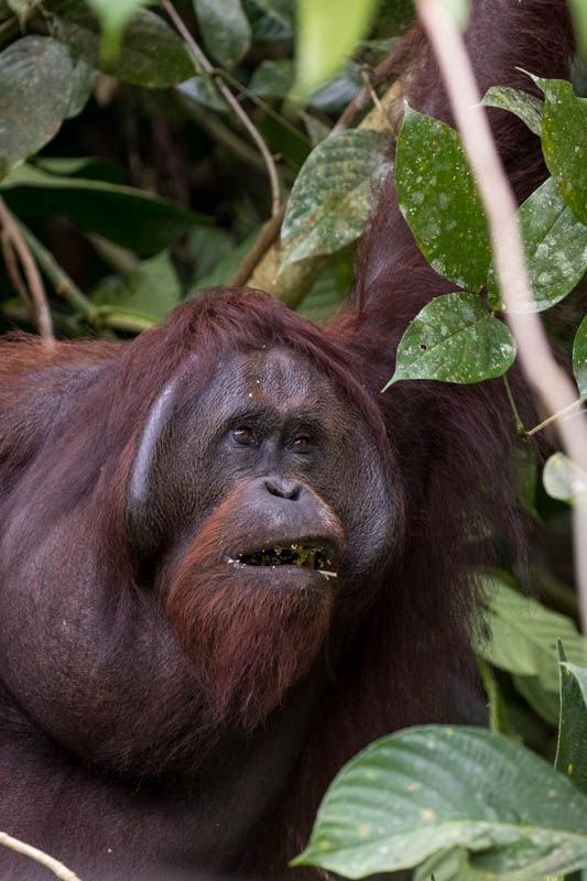 Bornean Orangutan