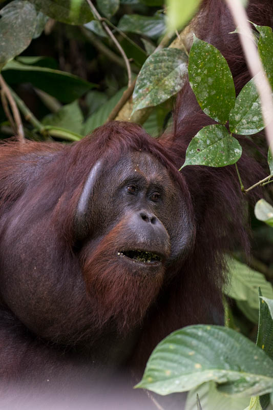 Bornean Orangutan