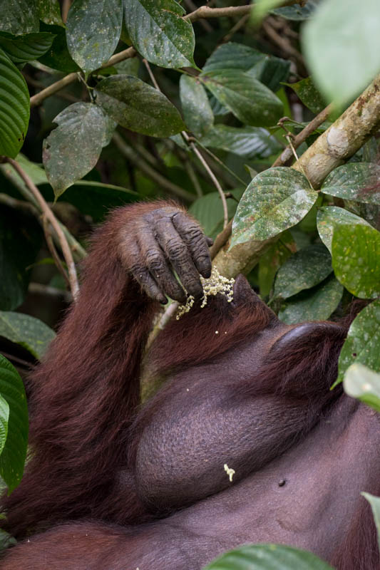 Bornean Orangutan