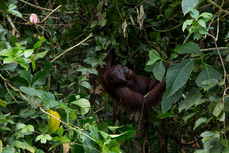 Bornean Orangutan