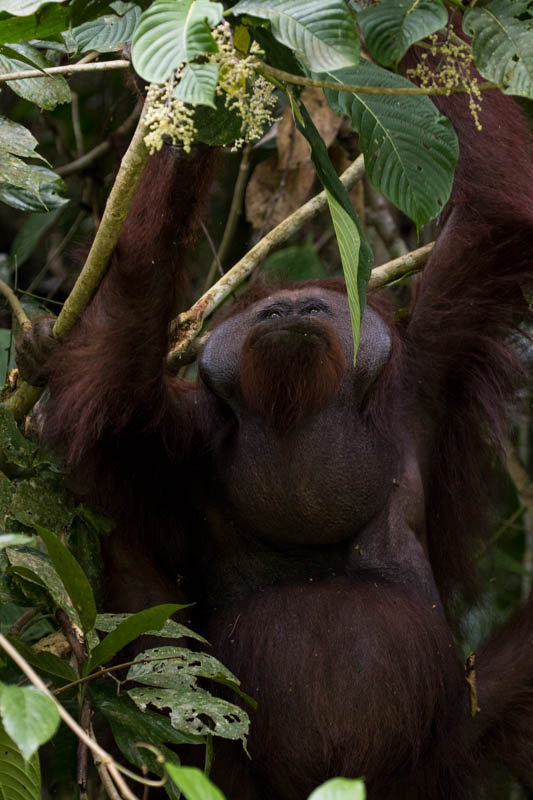 Bornean Orangutan