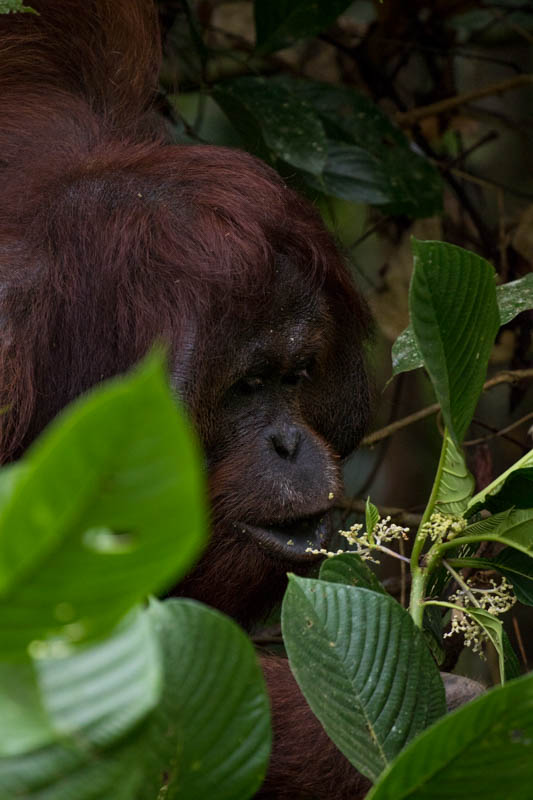 Bornean Orangutan