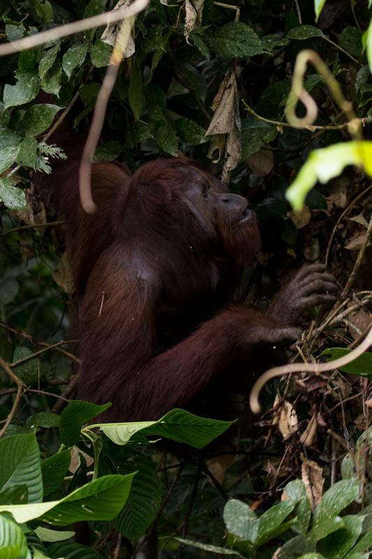 Bornean Orangutan