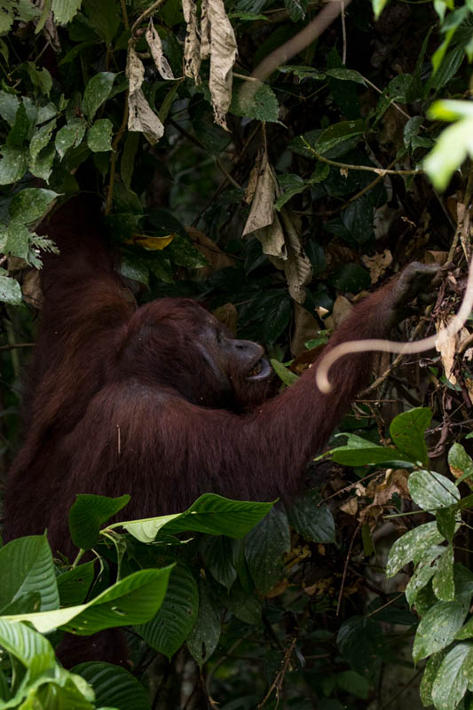 Bornean Orangutan