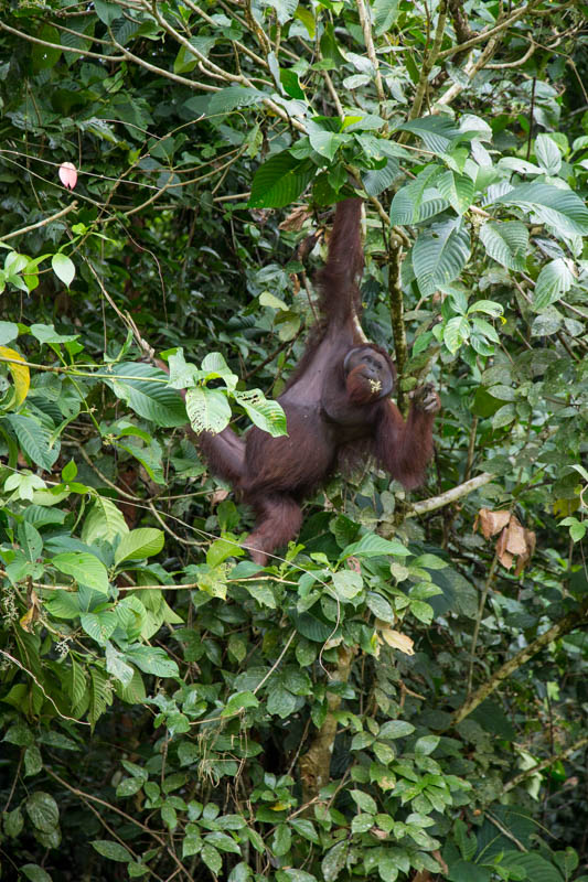 Bornean Orangutan