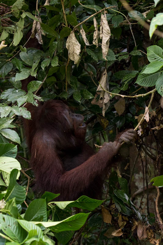 Bornean Orangutan