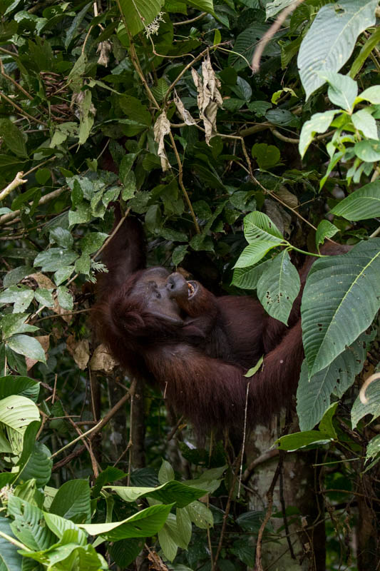 Bornean Orangutan