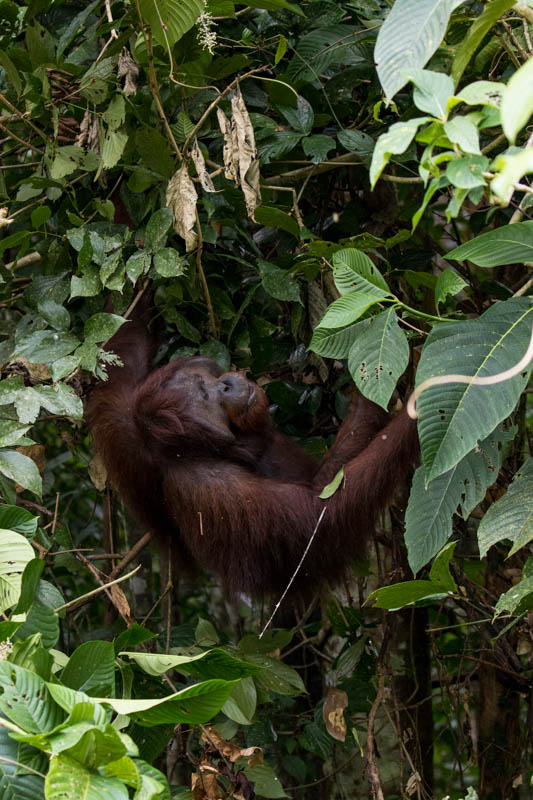 Bornean Orangutan