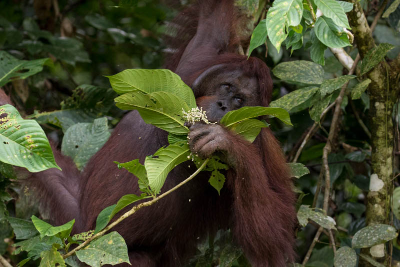 Bornean Orangutan