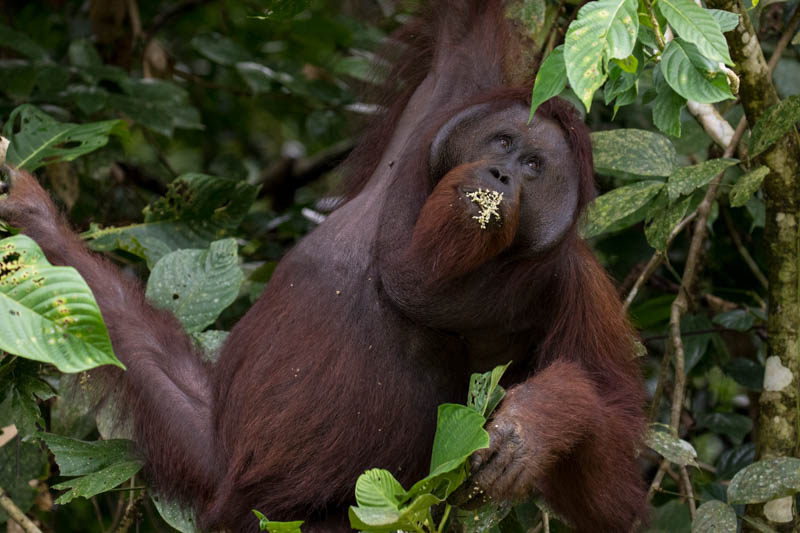 Bornean Orangutan