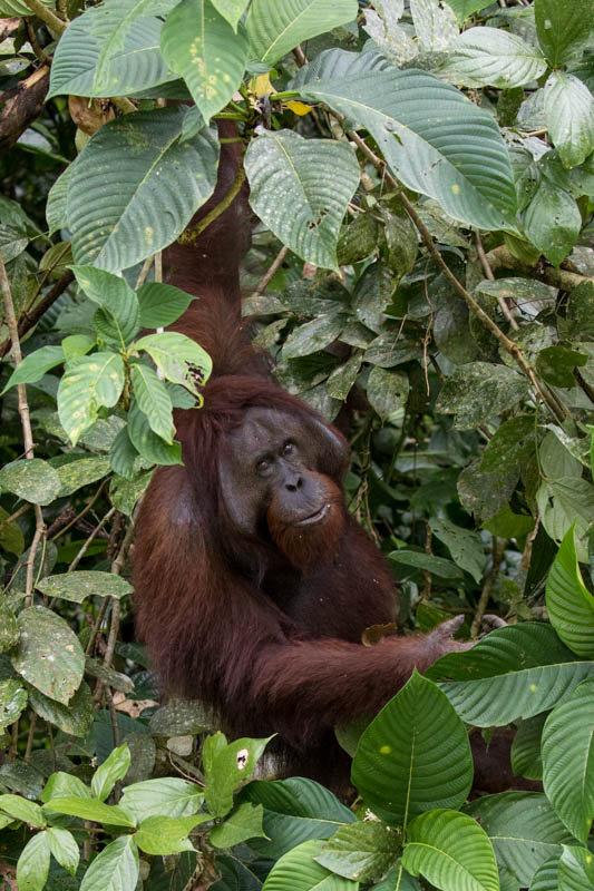 Bornean Orangutan