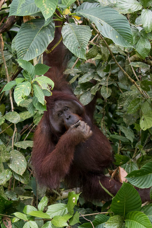 Bornean Orangutan