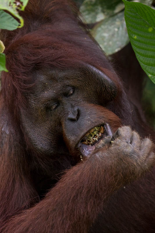 Bornean Orangutan