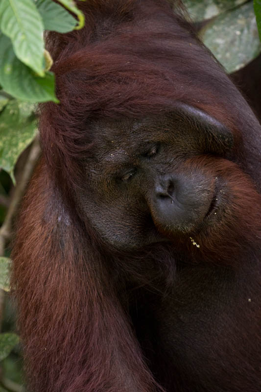 Bornean Orangutan