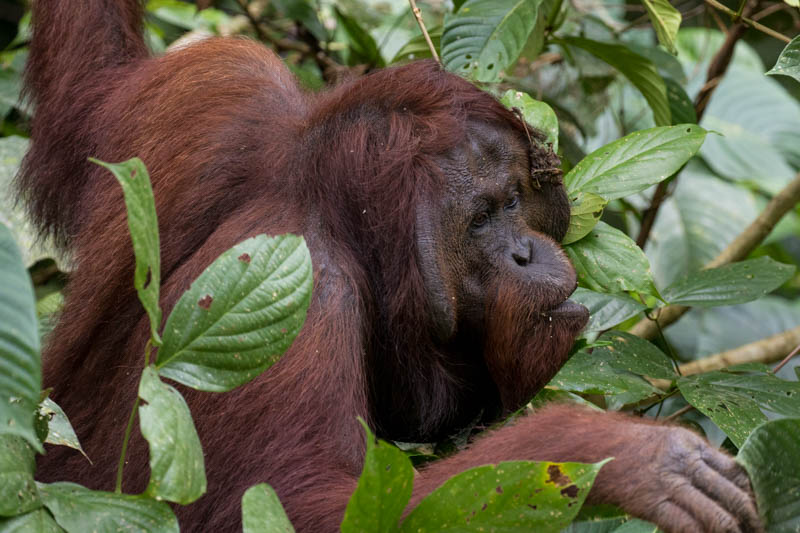 Bornean Orangutan