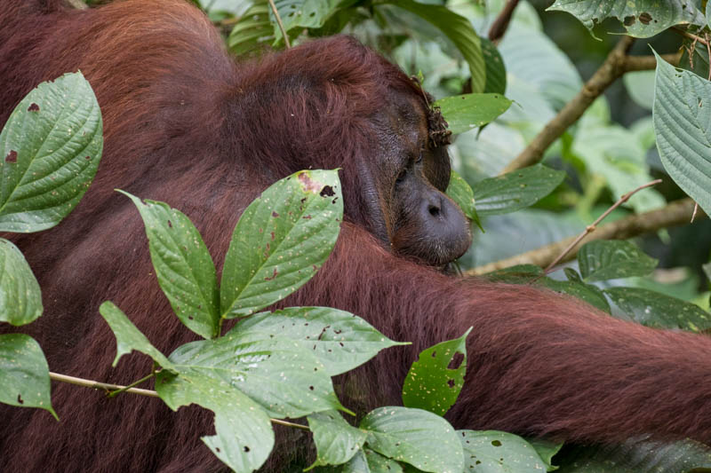 Bornean Orangutan