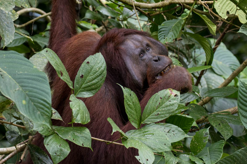 Bornean Orangutan