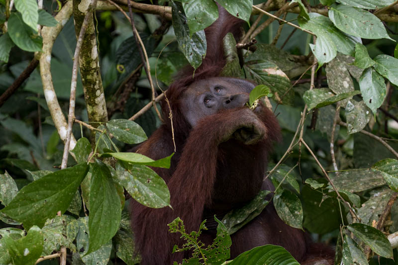 Bornean Orangutan