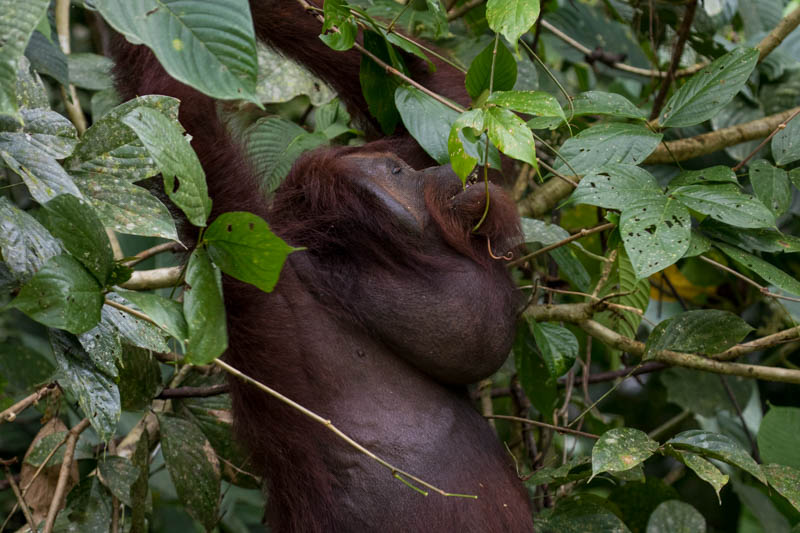 Bornean Orangutan