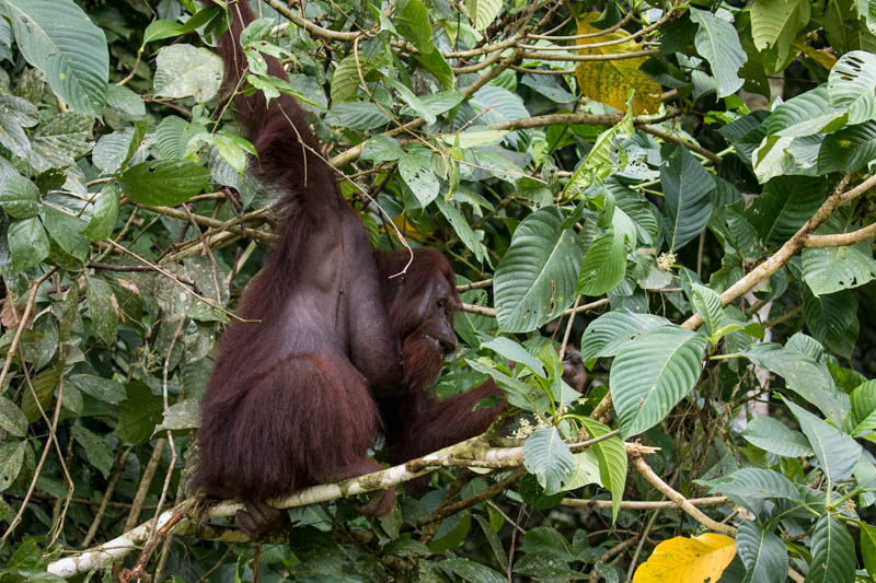 Bornean Orangutan