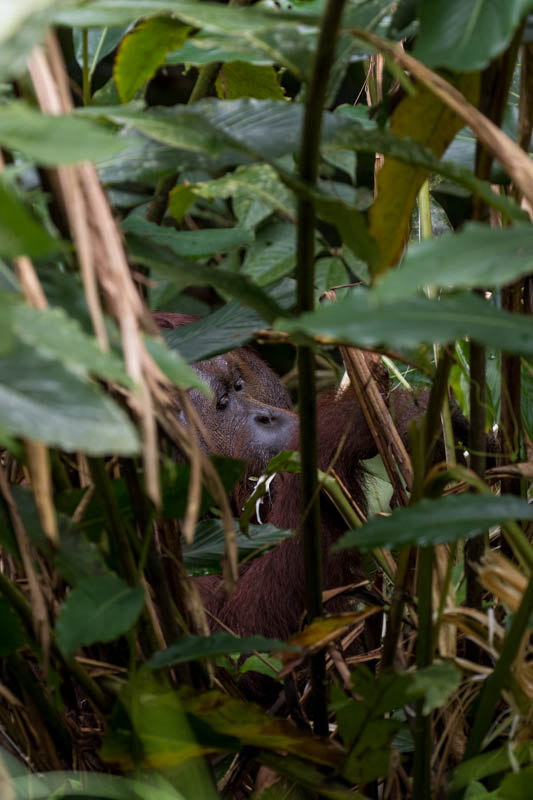 Bornean Orangutan