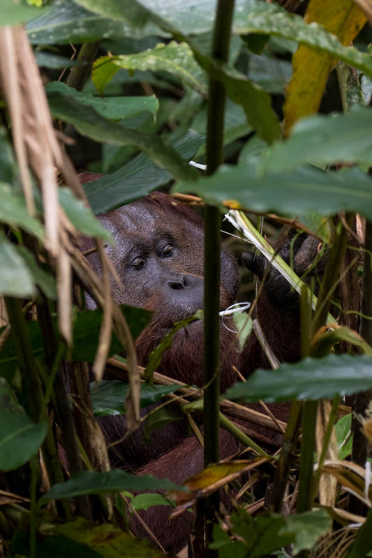 Bornean Orangutan