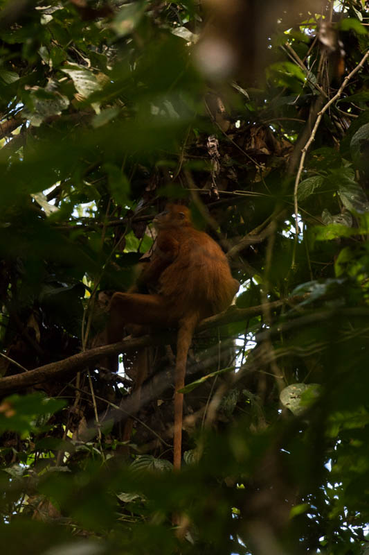 Red Leaf Monkey