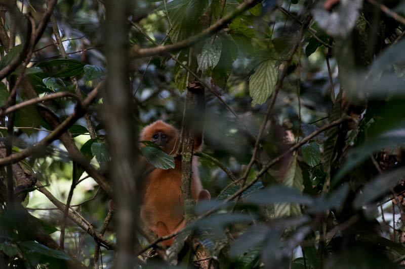 Red Leaf Monkey