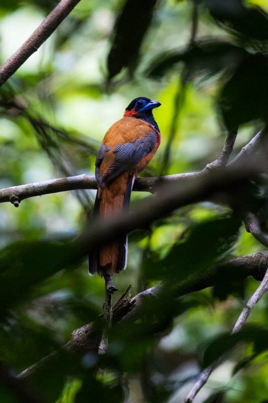 Red-Naped Trogon