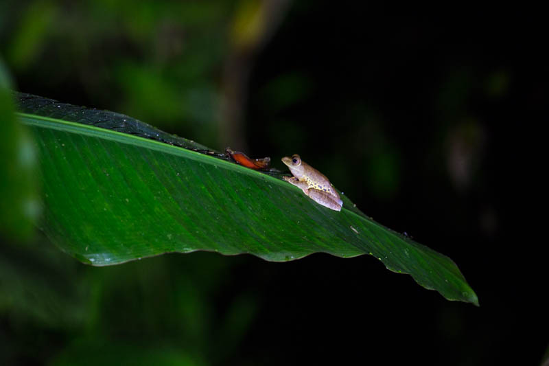 Tree Frog