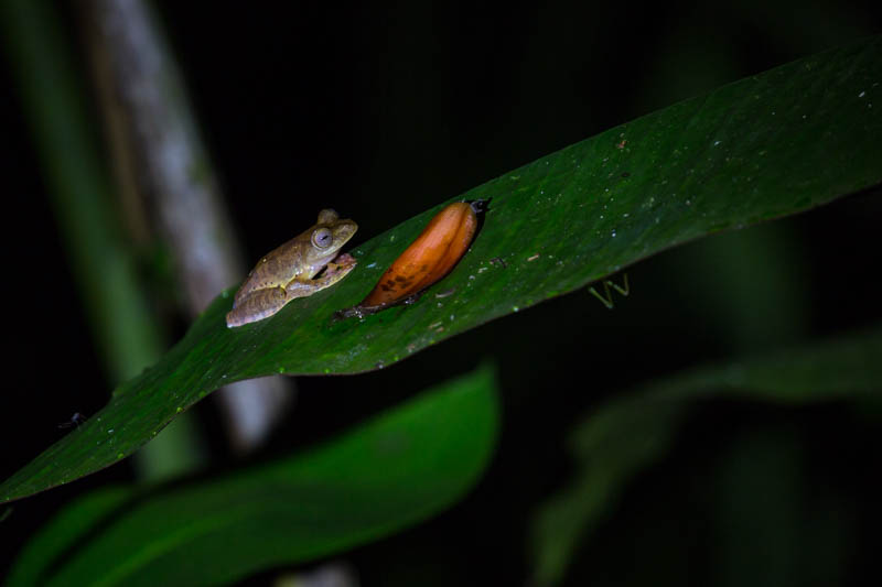 Tree Frog