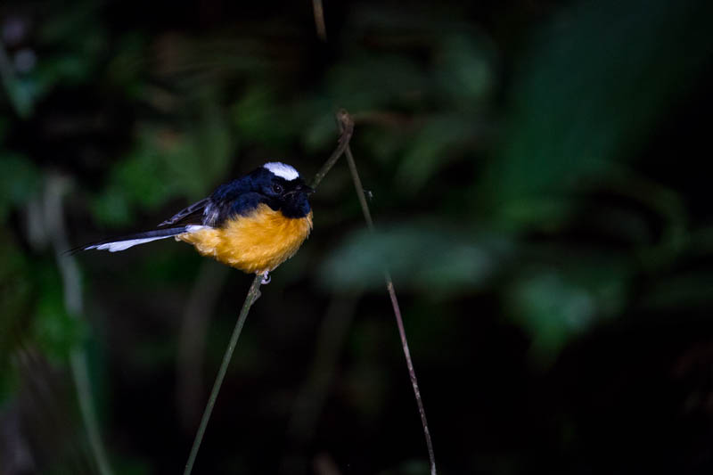 White-Crowned Shama