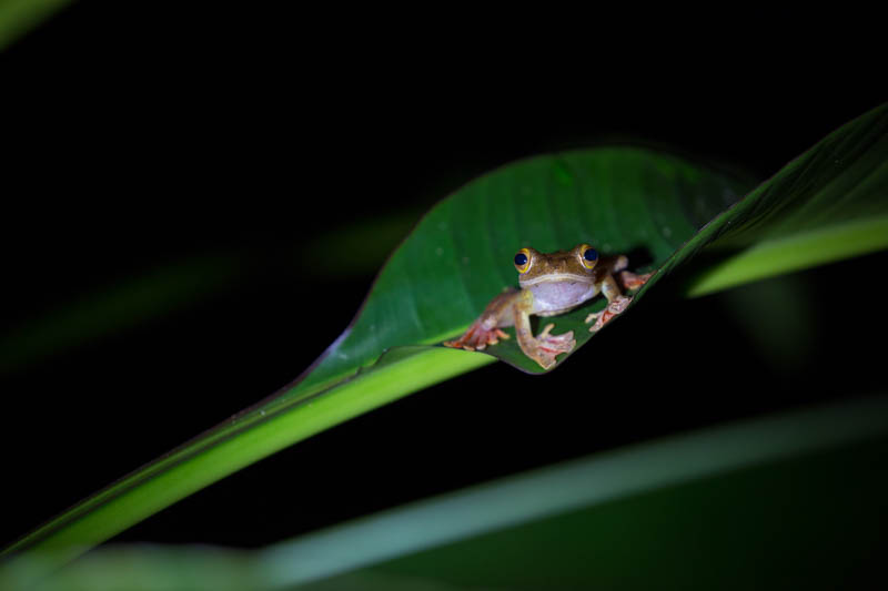 Tree Frog